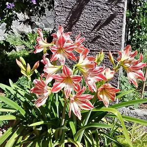  Hébergement de vacances Casa Romeo